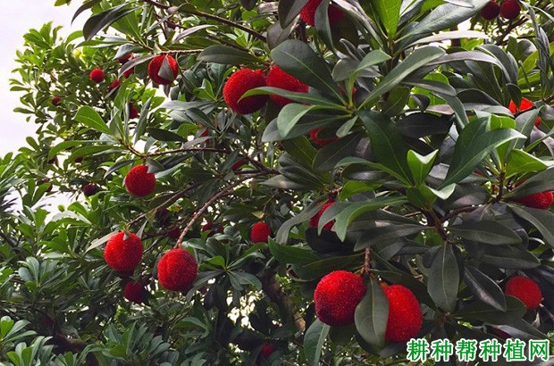 晚荠蜜梅杨梅品种好不好? 晚荠蜜梅杨梅品种好不好?