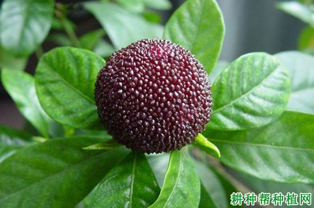 早荠蜜梅杨梅品种好不好? 早荠蜜梅杨梅品种好不好?