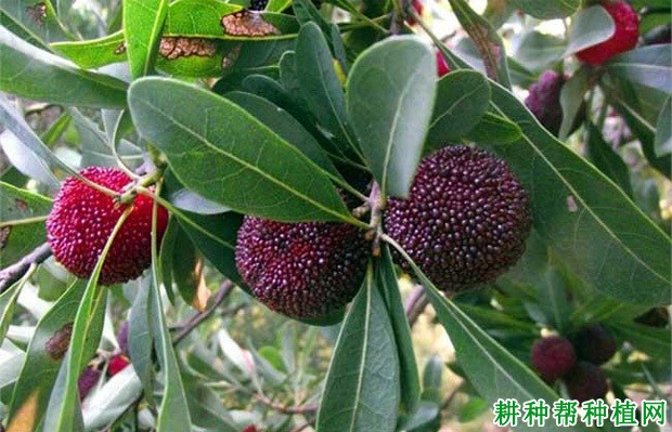 早荠蜜梅杨梅品种好不好? 早荠蜜梅杨梅品种好不好?