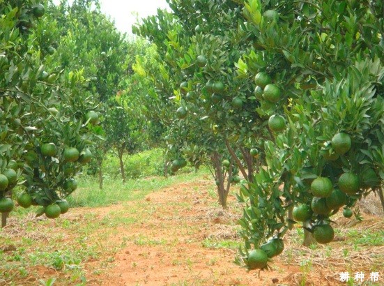 柑橘怎用激素保花保果? 柑橘怎用激素保花保果?