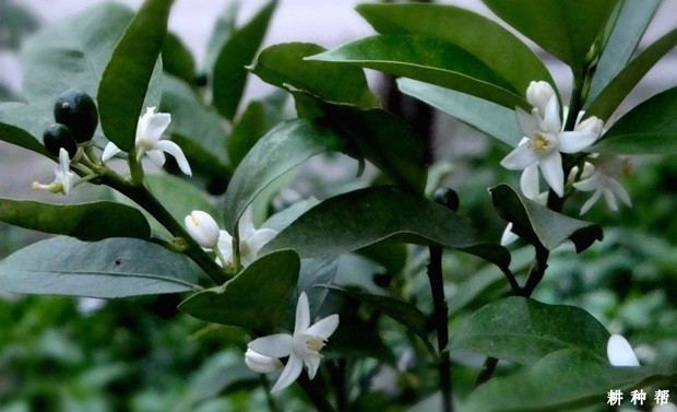 柑橘怎用激素保花保果? 柑橘怎用激素保花保果?