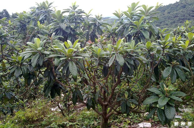 枇杷树怎样促花控梢? 枇杷树怎样促花控梢?