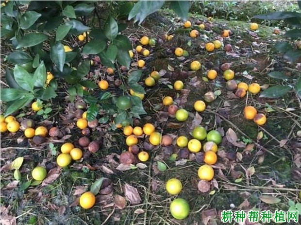 柑橘树为什么落花落果? 柑橘树为什么落花落果?