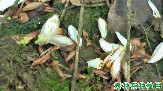 柑橘树为什么落花落果? 柑橘树为什么落花落果?