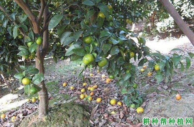 柑橘树为什么落花落果? 柑橘树为什么落花落果?