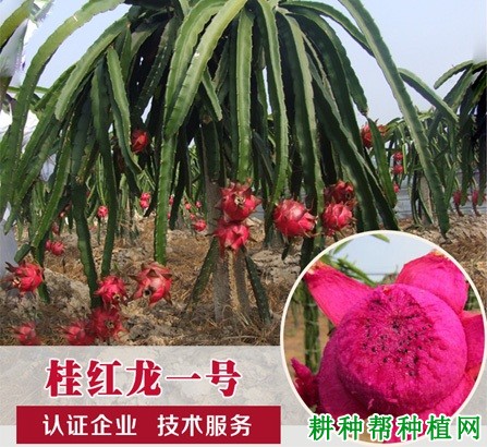 桂红龙1号火龙果品种好不好? 桂红龙1号火龙果品种好不好?