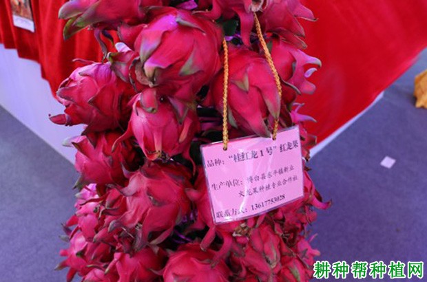 桂红龙1号火龙果品种好不好? 桂红龙1号火龙果品种好不好?