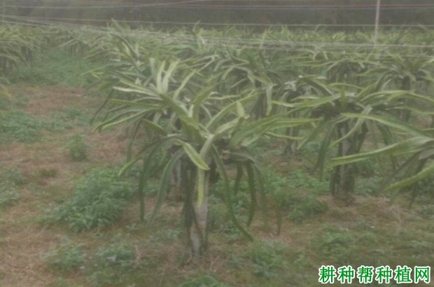 桂红龙1号火龙果品种好不好? 桂红龙1号火龙果品种好不好?