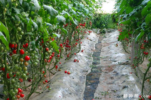 小可爱小番茄品种好不好? 小可爱小番茄品种好不好?