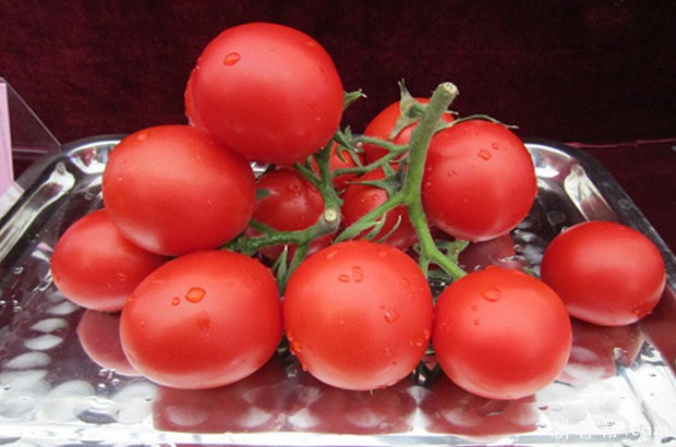 小可爱小番茄品种好不好? 小可爱小番茄品种好不好?