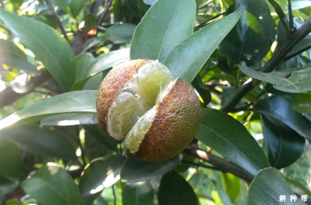 柑橘喷什么激素能防裂? 柑橘喷什么激素能防裂?