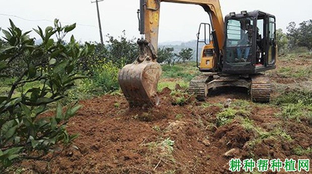 柑橘园为何要深翻改土？