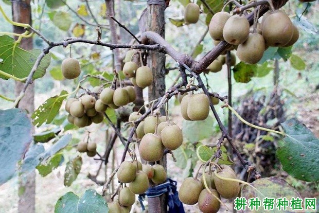 武植5号猕猴桃品种好不好? 武植5号猕猴桃品种好不好?