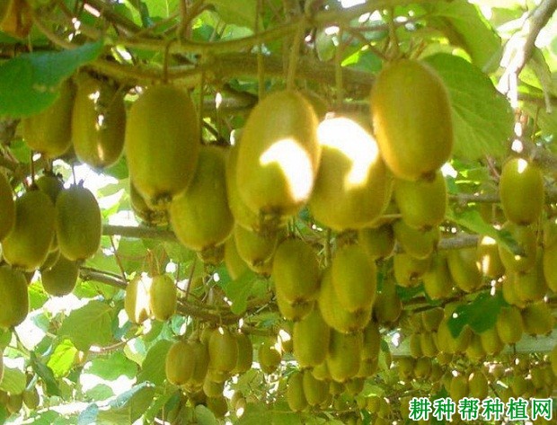 金丰猕猴桃品种好不好? 金丰猕猴桃品种好不好?