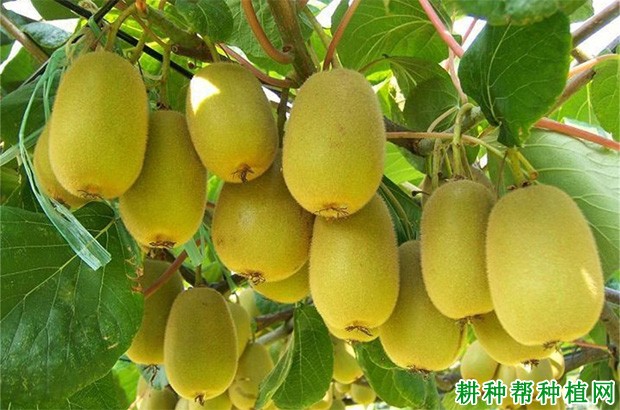金丰猕猴桃品种好不好? 金丰猕猴桃品种好不好?