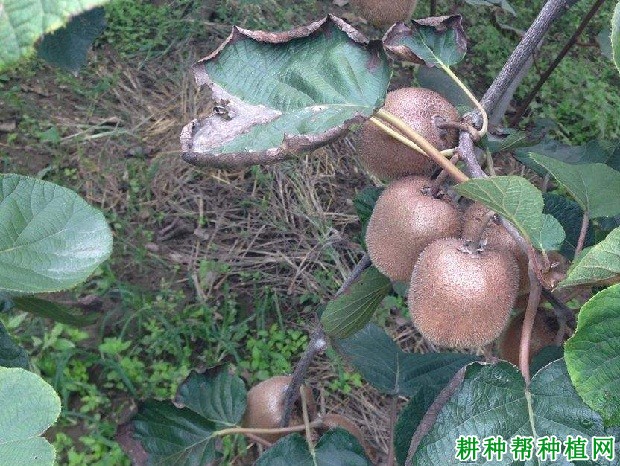 哑特猕猴桃品种好不好? 哑特猕猴桃品种好不好?