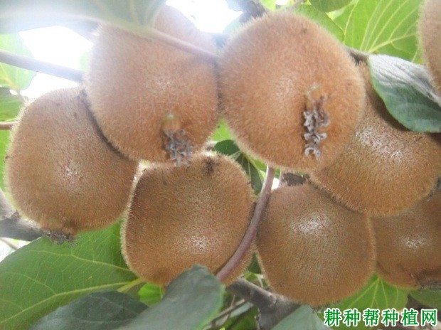 哑特猕猴桃品种好不好? 哑特猕猴桃品种好不好?