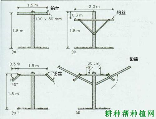 种植猕猴桃如何搭架? 种植猕猴桃如何搭架?