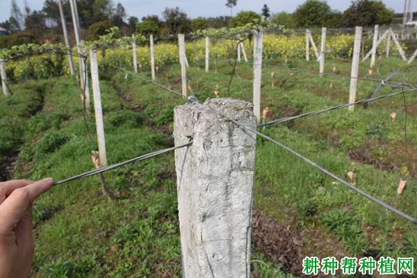 种植猕猴桃如何搭架? 种植猕猴桃如何搭架?