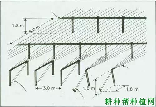 种植猕猴桃如何搭架? 种植猕猴桃如何搭架?
