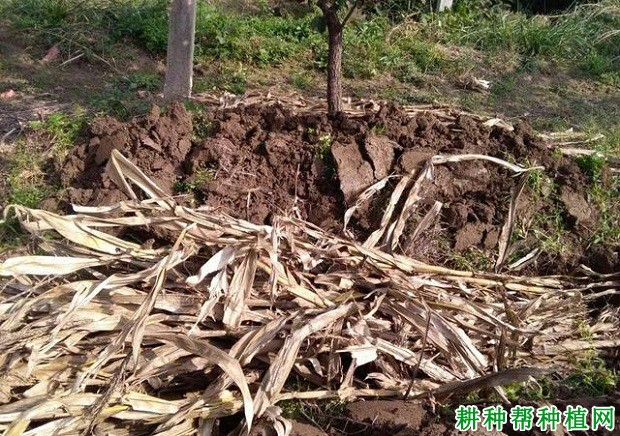 猕猴桃秋季管理技术:秋季猕猴桃如何施基肥? 猕猴桃秋季管理技术:秋季猕猴桃如何施基肥?