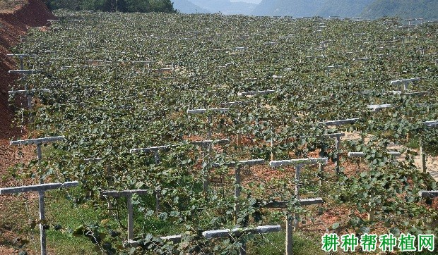 猕猴桃秋季管理技术:秋季猕猴桃如何施基肥? 猕猴桃秋季管理技术:秋季猕猴桃如何施基肥?