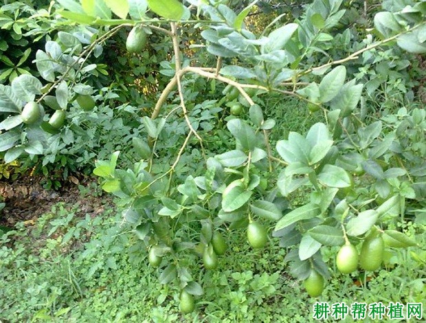 柠檬植株的枝梢有哪些特点? 柠檬植株的枝梢有哪些特点?