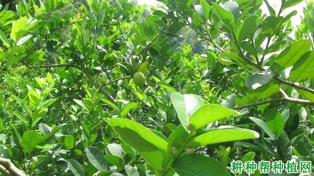 柠檬植株的枝梢有哪些特点? 柠檬植株的枝梢有哪些特点?