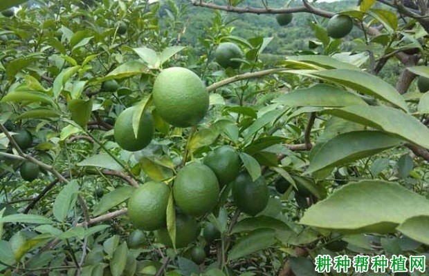 柠檬植株的枝梢有哪些特点? 柠檬植株的枝梢有哪些特点?