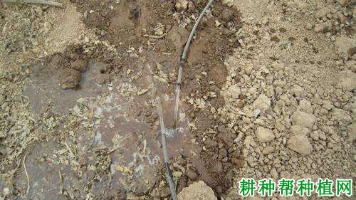 猕猴桃春季管理技术:春季怎么给猕猴桃浇水? 猕猴桃春季管理技术:春季怎么给猕猴桃浇水?