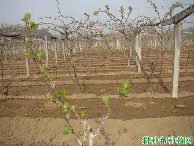 猕猴桃春季管理技术:春季怎么给猕猴桃浇水? 猕猴桃春季管理技术:春季怎么给猕猴桃浇水?