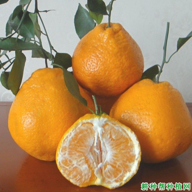 春见柑橘品种好不好? 春见柑橘品种好不好?
