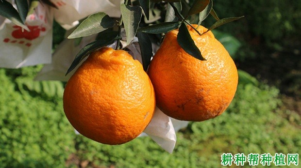 春见柑橘品种好不好? 春见柑橘品种好不好?
