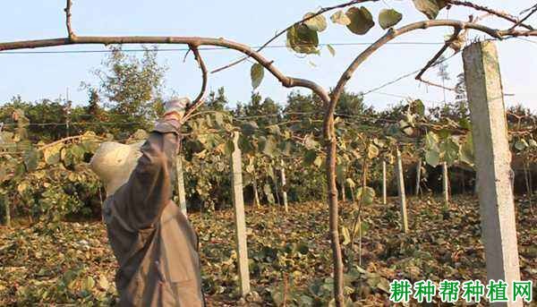 猕猴桃冬季管理技术:冬季怎么给猕猴桃修剪? 猕猴桃冬季管理技术:冬季怎么给猕猴桃修剪?