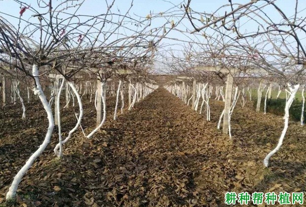 猕猴桃冬季管理技术:冬季怎么给猕猴桃修剪? 猕猴桃冬季管理技术:冬季怎么给猕猴桃修剪?