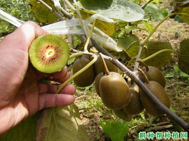 晚红猕猴桃品种好不好? 晚红猕猴桃品种好不好?
