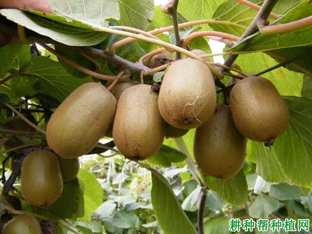 晚红猕猴桃品种好不好? 晚红猕猴桃品种好不好?