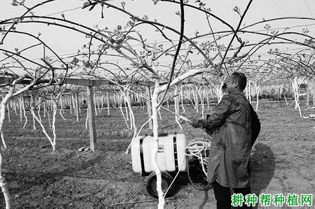 猕猴桃受冻害后如何管理? 猕猴桃受冻害后如何管理?