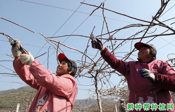 猕猴桃受冻害后如何管理? 猕猴桃受冻害后如何管理?