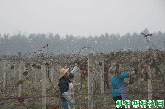猕猴桃受冻害后如何管理? 猕猴桃受冻害后如何管理?