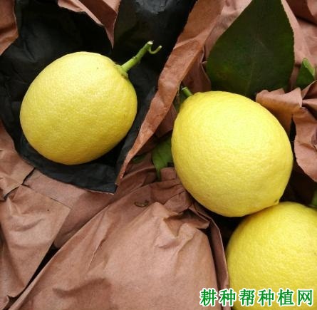 如何给柠檬果实套袋? 如何给柠檬果实套袋?