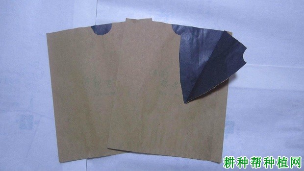 如何给柠檬果实套袋? 如何给柠檬果实套袋?