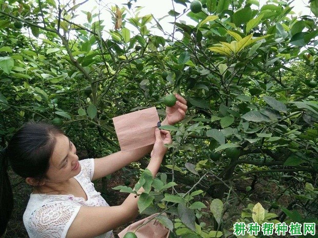 如何给柠檬果实套袋? 如何给柠檬果实套袋?