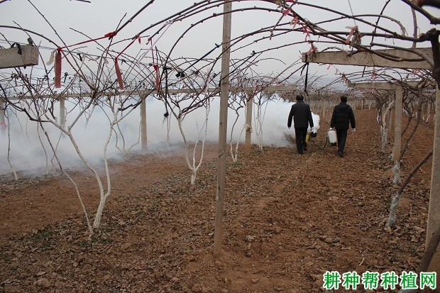 猕猴桃冬季管理技术:冬季猕猴桃树如何防冻? 猕猴桃冬季管理技术:冬季猕猴桃树如何防冻?