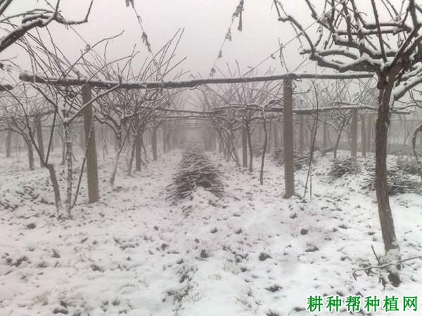 猕猴桃冬季管理技术:冬季猕猴桃树如何防冻? 猕猴桃冬季管理技术:冬季猕猴桃树如何防冻?