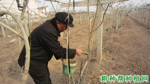 猕猴桃冬季管理技术:冬季猕猴桃树如何防冻? 猕猴桃冬季管理技术:冬季猕猴桃树如何防冻?