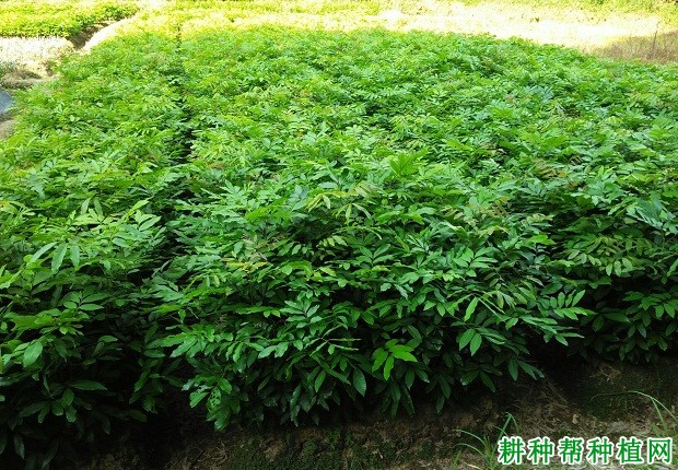 龙眼嫁接砧木如何培育? 龙眼嫁接砧木如何培育?