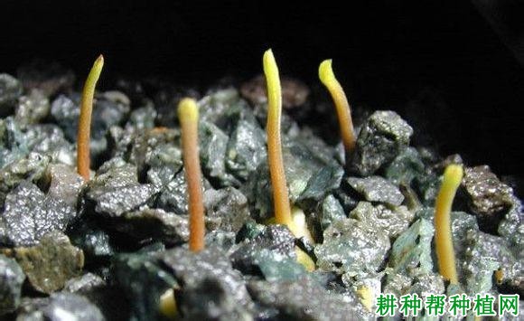 龙眼嫁接砧木如何培育? 龙眼嫁接砧木如何培育?