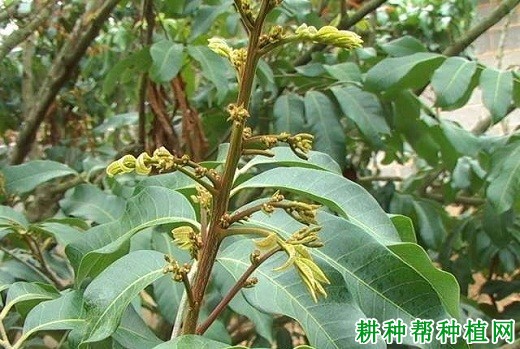 龙眼树开花有什么特点? 龙眼树开花有什么特点?