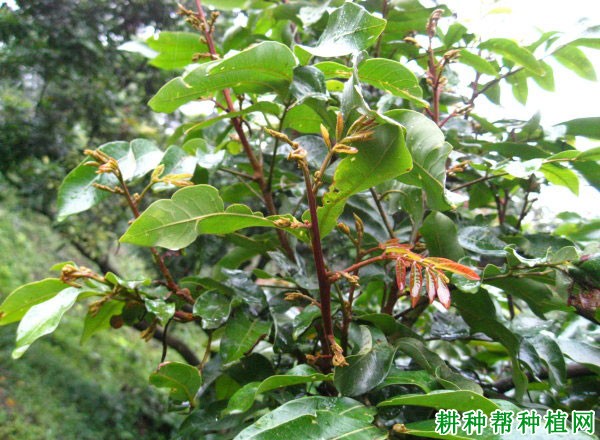 龙眼树开花有什么特点? 龙眼树开花有什么特点?